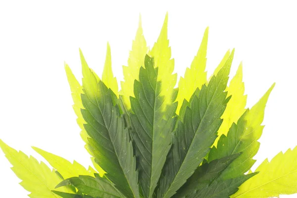 Κάνναβης φύλλα κάνναβης μαριχουάνα — Φωτογραφία Αρχείου