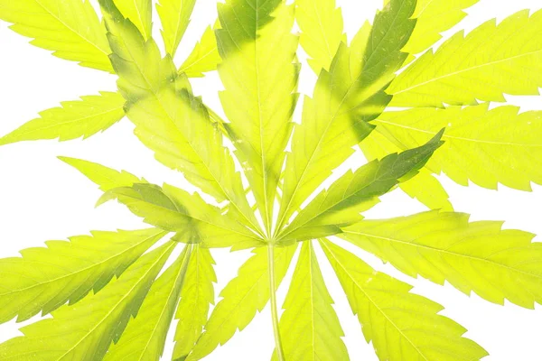 Esrar esrar yaprak yeşil yaprakları