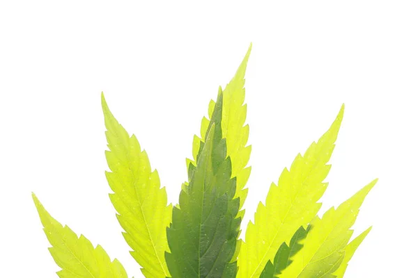 Foglie Mediche Cannabis Verde — Foto Stock