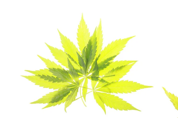 Cannabis Deixa Erva Daninha — Fotografia de Stock
