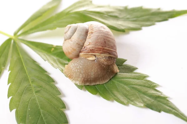 Grape Snail Crawls Cannabis Leaves — Stock Photo, Image