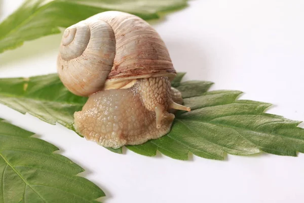 Grape Snail Crawls Cannabis Leaves — Stock Photo, Image