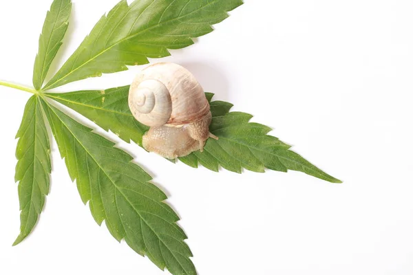 Grape Snail Crawls Cannabis Leaves — Stock Photo, Image