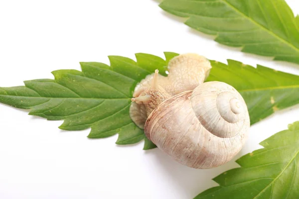 Grape snail crawls  Cannabis leaves — Stock Photo, Image