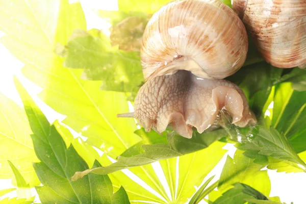 Grape Snail Crawls Cannabis Leaves — Stock Photo, Image