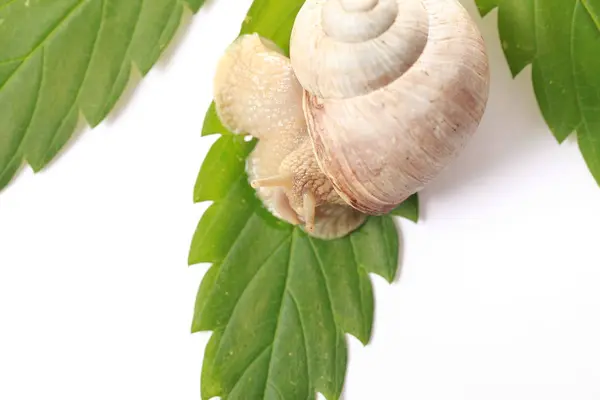 Cannabis leaves grape snail crawls — Stock Photo, Image