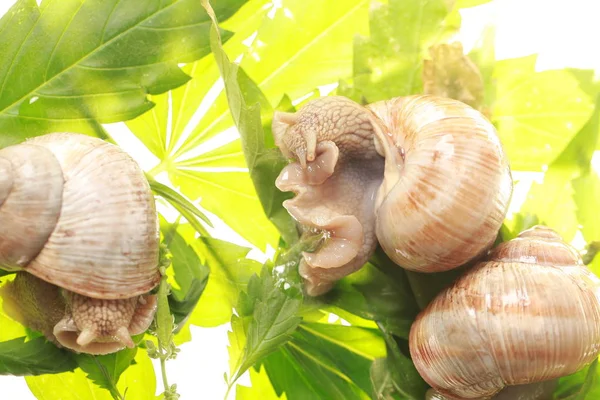 Esrar üzüm salyangoz gezinmeler bırakır. 