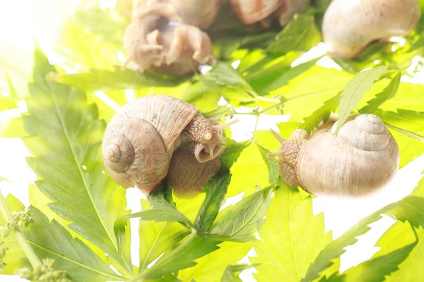 üzüm salyangoz esrar yaprakları dökülüyor