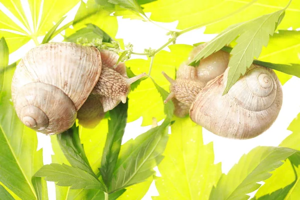 Esrar çim bitki yaprakları