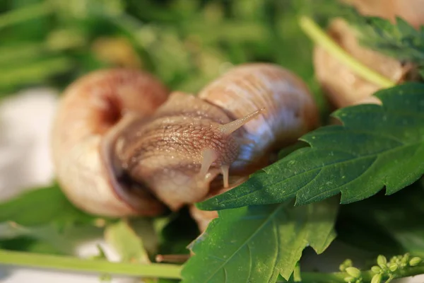大麻叶子葡萄蜗牛爬行 — 图库照片