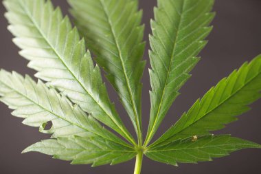 Esrar yaprak yeşil kenevir