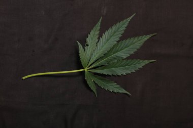 Esrar yaprak yeşil kenevir