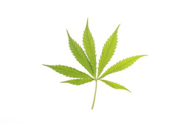 Esrar yaprak ve petrol