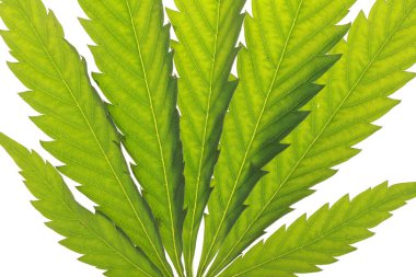 Esrar yaprak ve petrol