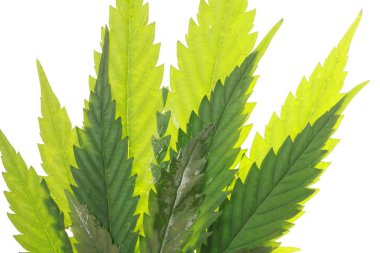 Esrar yaprak ve petrol