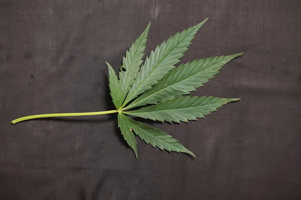 Cannabis Blatt grüner Hanf — Stockfoto