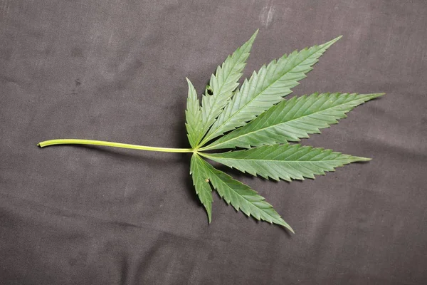 Cáñamo verde hoja de cannabis —  Fotos de Stock