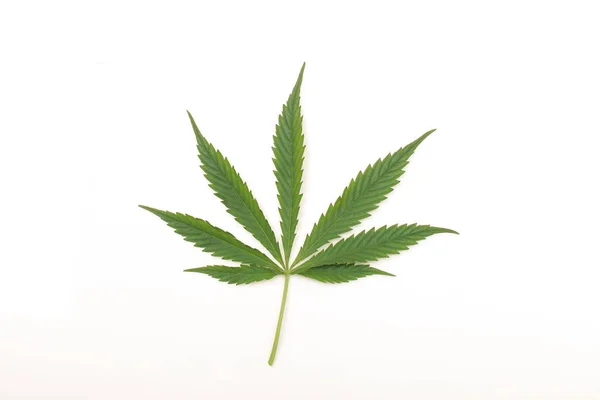 Cannabis leaf grön hampa — Stockfoto