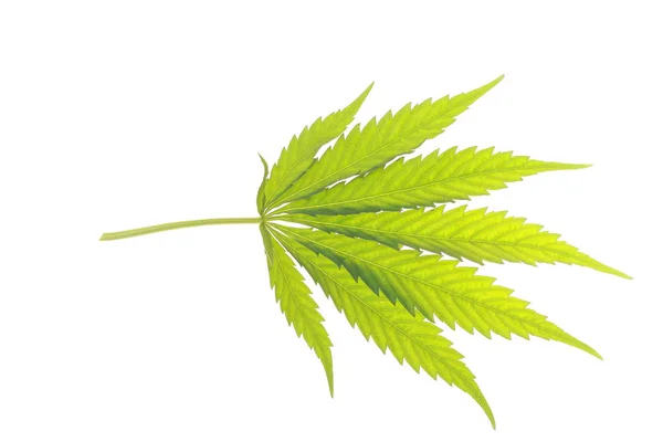 Cannabis leaf och olja — Stockfoto