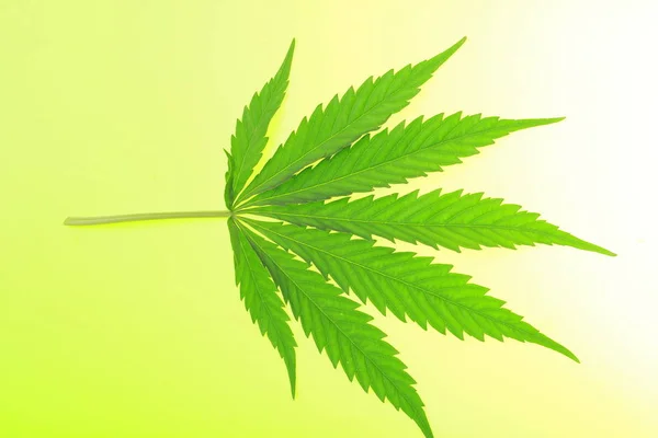 Cannabis blad en olie — Stockfoto