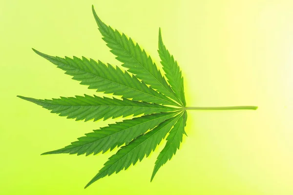 Cannabis leaf och olja — Stockfoto