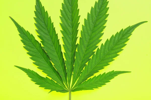 Cannabis leaf och olja — Stockfoto