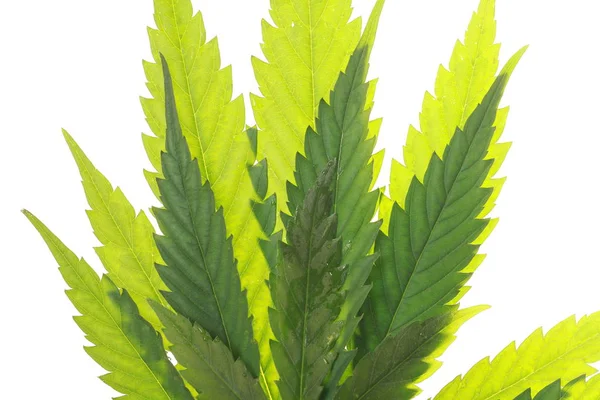 Feuille et huile de cannabis — Photo