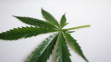 Esrar yaprak hareketi kamera video