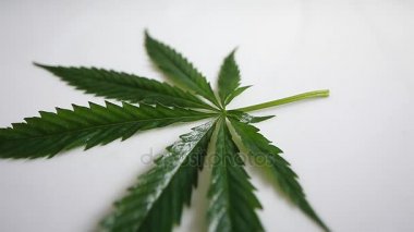 Esrar yaprak hareketi kamera video