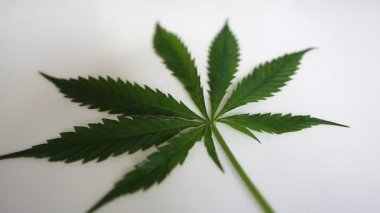 Esrar yaprak hareketi kamera video