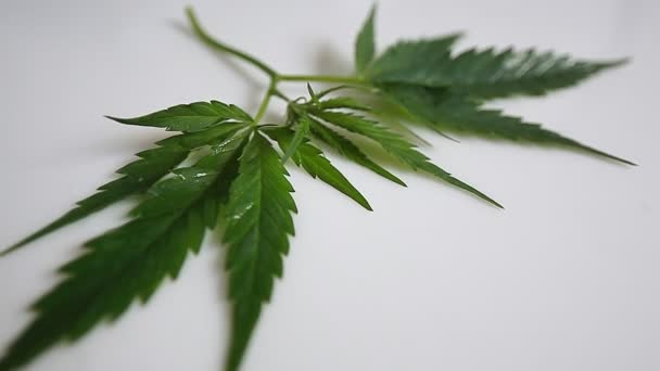 Video der Cannabis-Blatt-Bewegung — Stockvideo