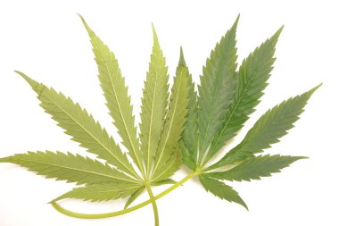 Esrar çim bitki yaprakları