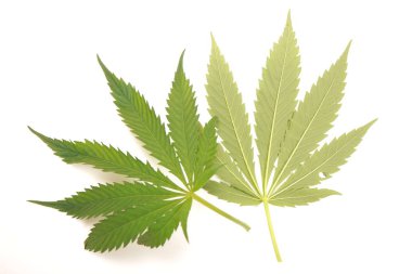 Esrar esrar yaprak yeşil yaprakları