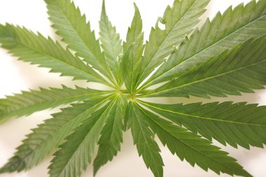 Esrar esrar yaprak yeşil yaprakları