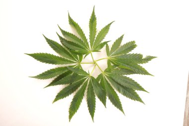 Esrar esrar yaprak yeşil yaprakları