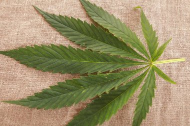 Esrar esrar yaprak yeşil yaprakları