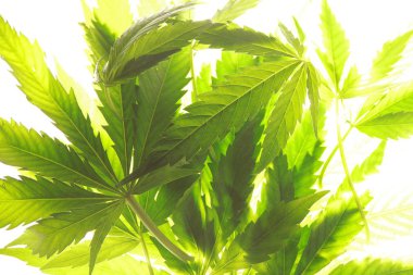 Esrar esrar yaprak yeşil yaprakları