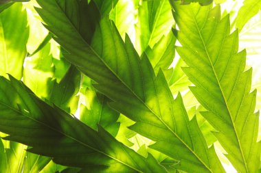 Esrar esrar yaprak yeşil yaprakları