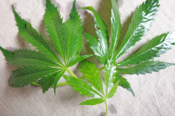 Zielony liść konopi indyjskich liść marihuana — Zdjęcie stockowe