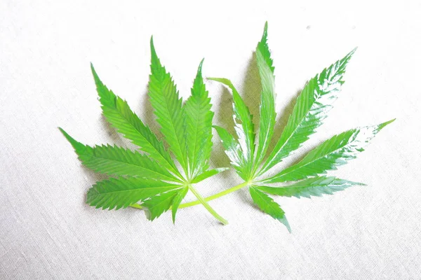 Cannabis blad gröna löv marijuana — Stockfoto