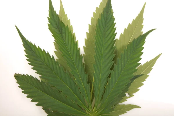 Cannabis blad gröna löv marijuana — Stockfoto