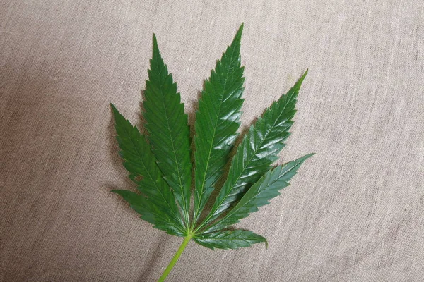 Cannabis blad gröna löv marijuana — Stockfoto