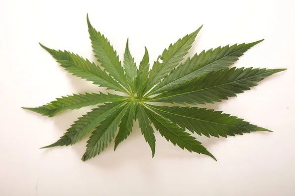 Cannabis blad gröna löv marijuana — Stockfoto