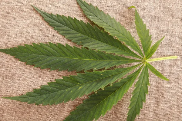 Esrar esrar yaprak yeşil yaprakları