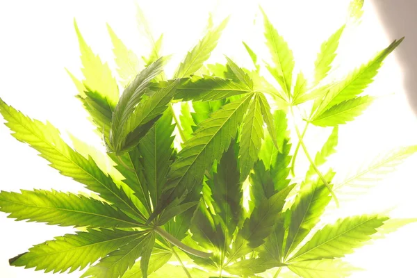 Cannabis Blatt grüne Blätter Marihuana — Stockfoto