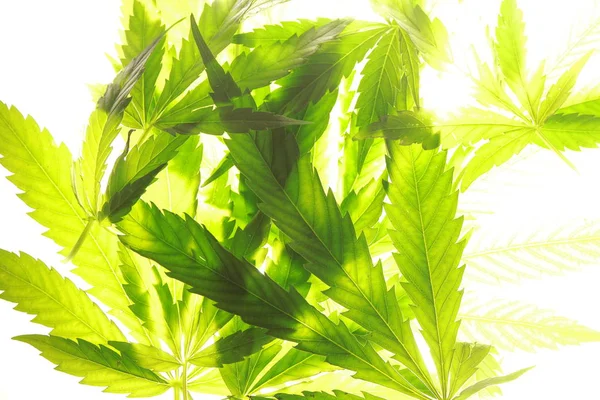 Feuille de cannabis feuilles vertes marijuana — Photo