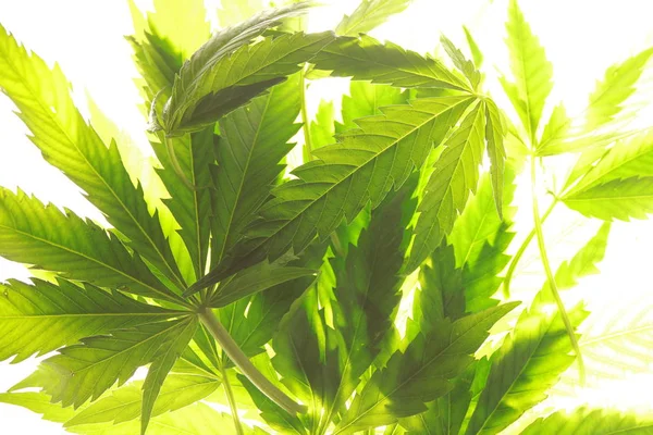 Esrar esrar yaprak yeşil yaprakları