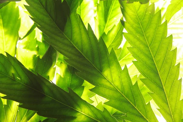 Esrar esrar yaprak yeşil yaprakları