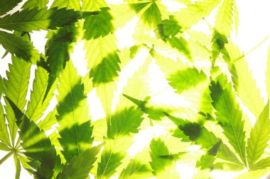 Esrar esrar yaprak yeşil yaprakları