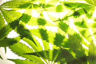 Esrar esrar yaprak yeşil yaprakları